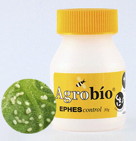 Ephestia khuniella - 30G