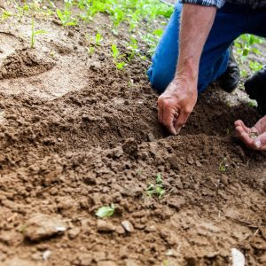 soil-2561136_1280